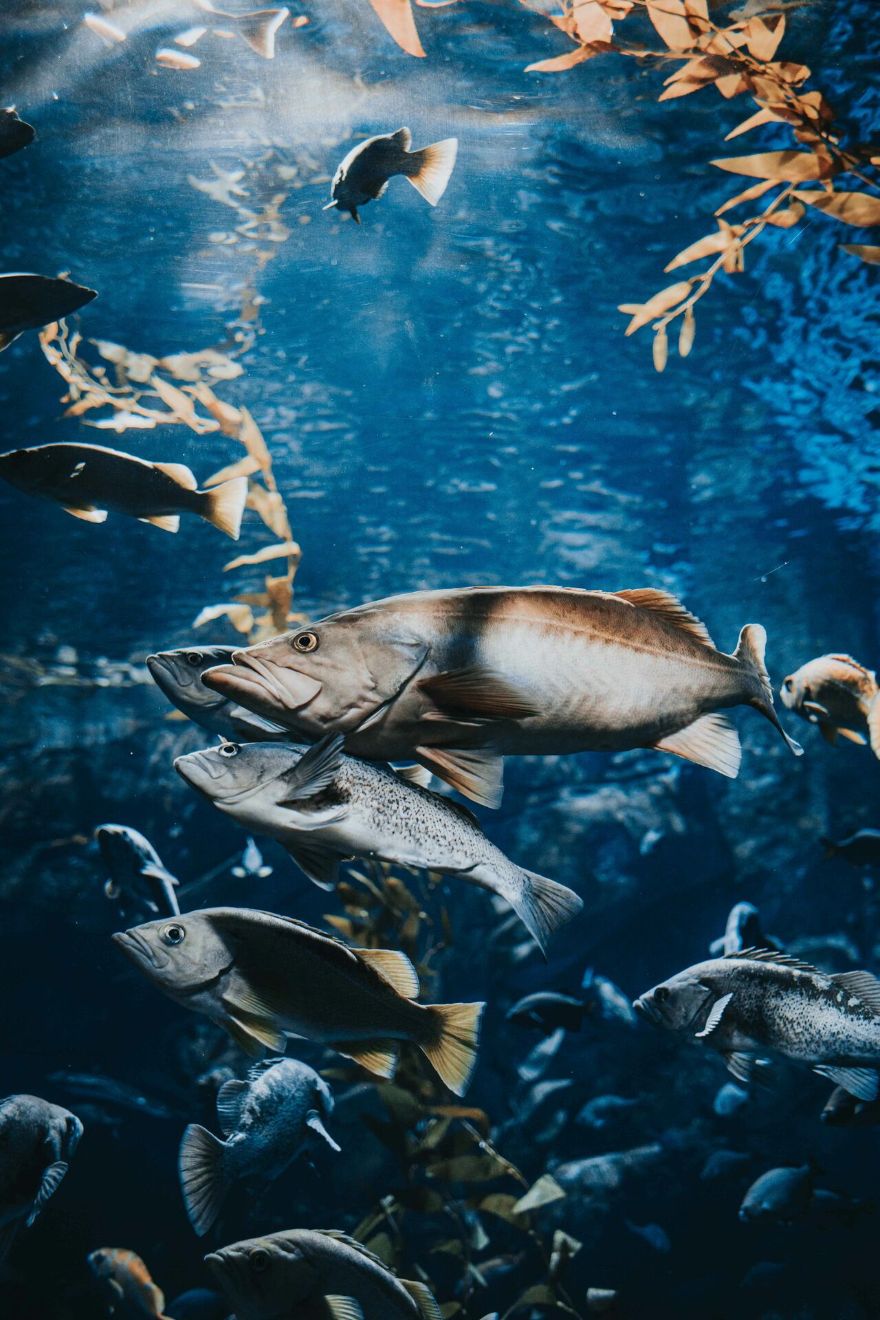 Fishery & Aquaculture